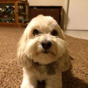 Meet your Posher, Tanya